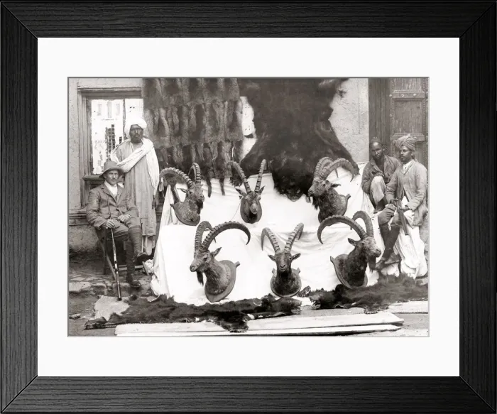 Framed Print : Game hunting trophies, India, c. 1880 s Framed Print : Game hunting trophies, India, c. 1880 s