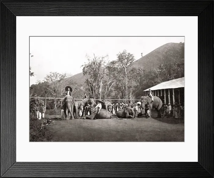 Framed Print : Working elephants and estate coolies, India, c. 1880 s Framed Print : Working elephants and estate coolies, India, c. 1880 s