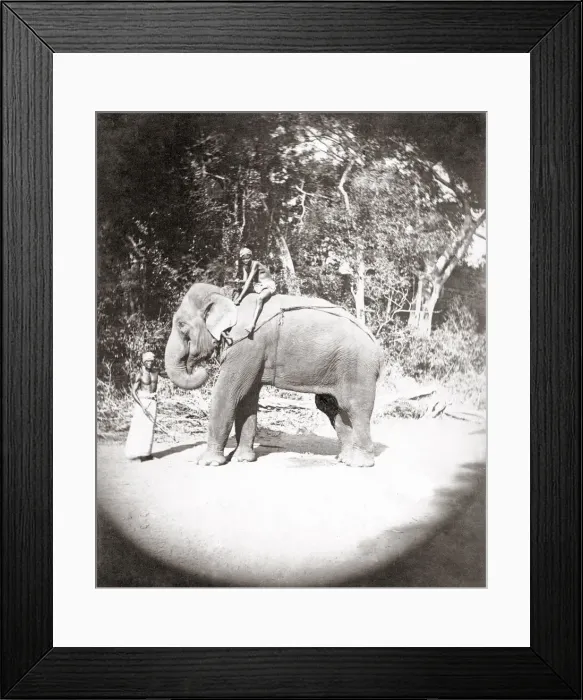Framed Print : Elephant and mahout, India, c. 1890 s Framed Print : Elephant and mahout, India, c. 1890 s