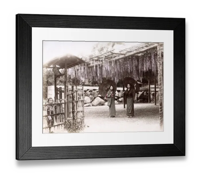 Framed Print : c. 1880s Japan - women with parasols wisteria plants Framed Print : c. 1880s Japan - women with parasols wisteria plants
