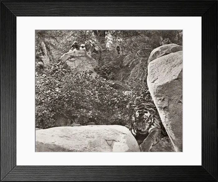 Framed Print : Big game hunting, tiger hunt in India - a series Framed Print : Big game hunting, tiger hunt in India - a series