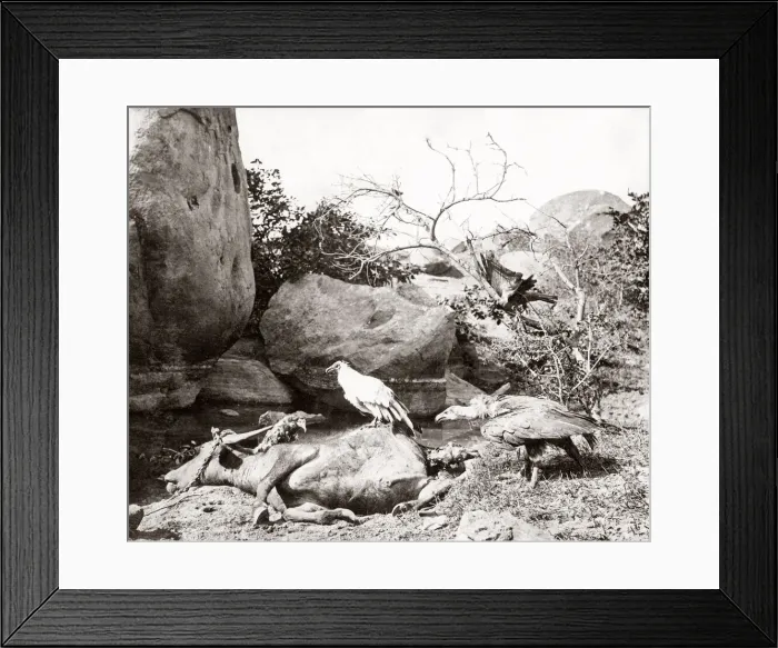 Framed Print : Big game hunting, tiger hunt in India - a series Framed Print : Big game hunting, tiger hunt in India - a series