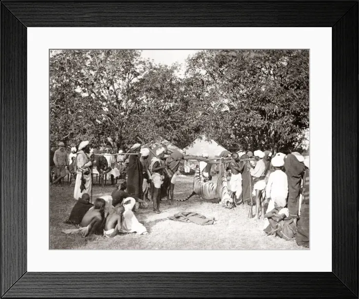 Framed Print : Big game hunting, tiger hunt in India - a series Framed Print : Big game hunting, tiger hunt in India - a series