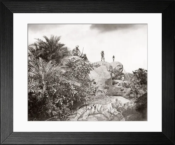 Framed Print : Tiger hunt series by Colonel Willoughby Wallace Hooper, 1837-1912, photographed 1870 s Framed Print : Tiger hunt series by Colonel Willoughby Wallace Hooper, 1837-1912, photographed 1870 s