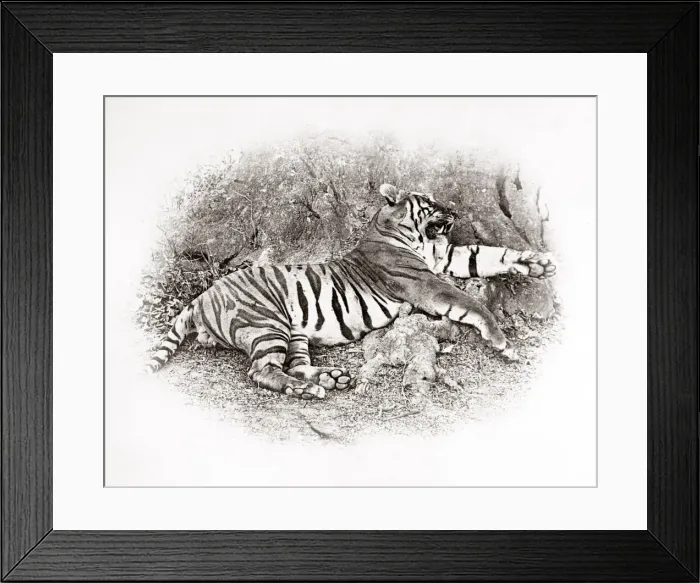 Framed Print : Big game hunting, tiger hunt in India - a series Framed Print : Big game hunting, tiger hunt in India - a series