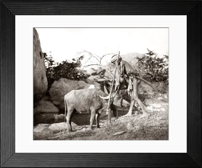 Framed Print : Big game hunting, tiger hunt in India - a series Framed Print : Big game hunting, tiger hunt in India - a series