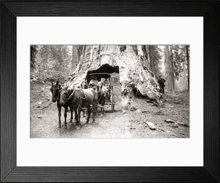 Framed Print : Mariposa Grove, sequoia grove, Wawona, California Framed Print : Mariposa Grove, sequoia grove, Wawona, California