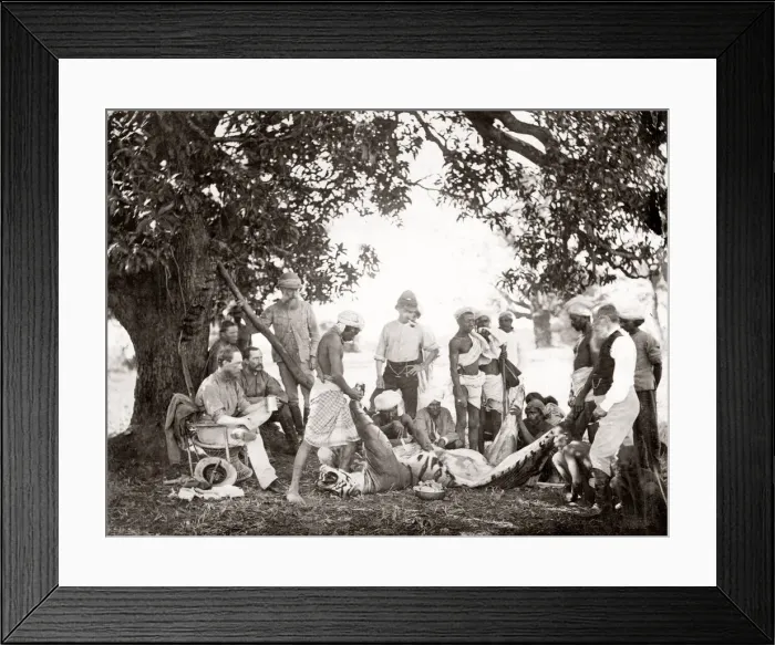 Framed Print : Big game hunting, tiger hunt in India - a series Framed Print : Big game hunting, tiger hunt in India - a series