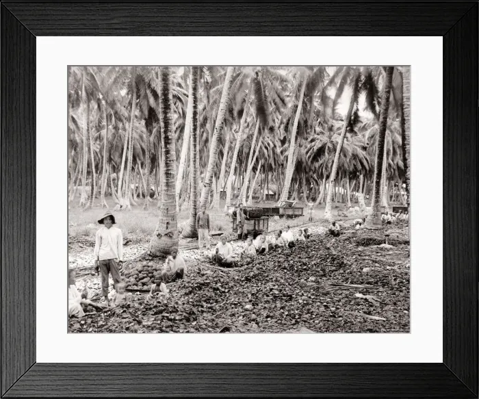 Framed Print : South East Asia - farm workers sorting crop Framed Print : South East Asia - farm workers sorting crop