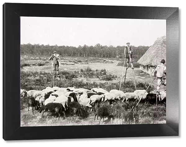 c. 1880s - France - French shepherds on stilts