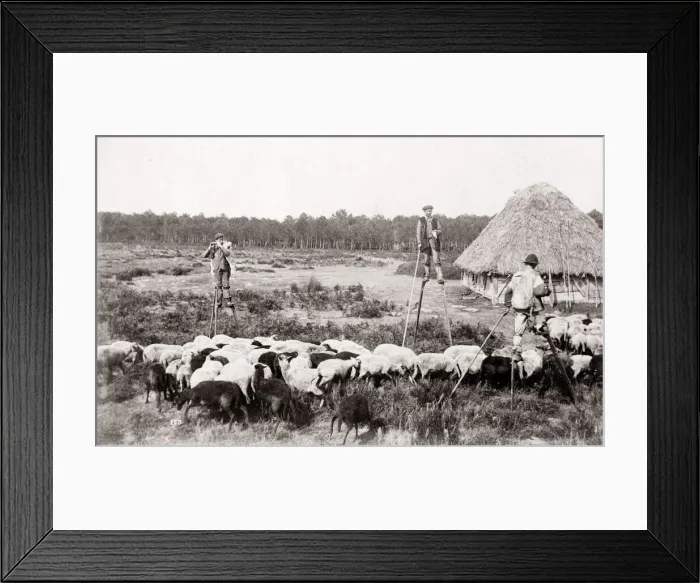 Framed Print : c. 1880s - France - French shepherds on stilts Framed Print : c. 1880s - France - French shepherds on stilts