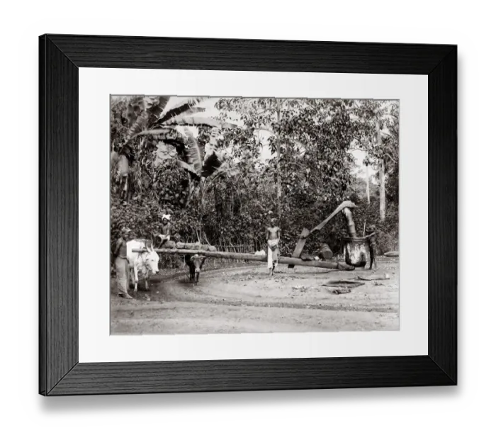 Framed Print : c. 1880s - Singapore - oil mill driven by a bullock / ox Framed Print : c. 1880s - Singapore - oil mill driven by a bullock / ox