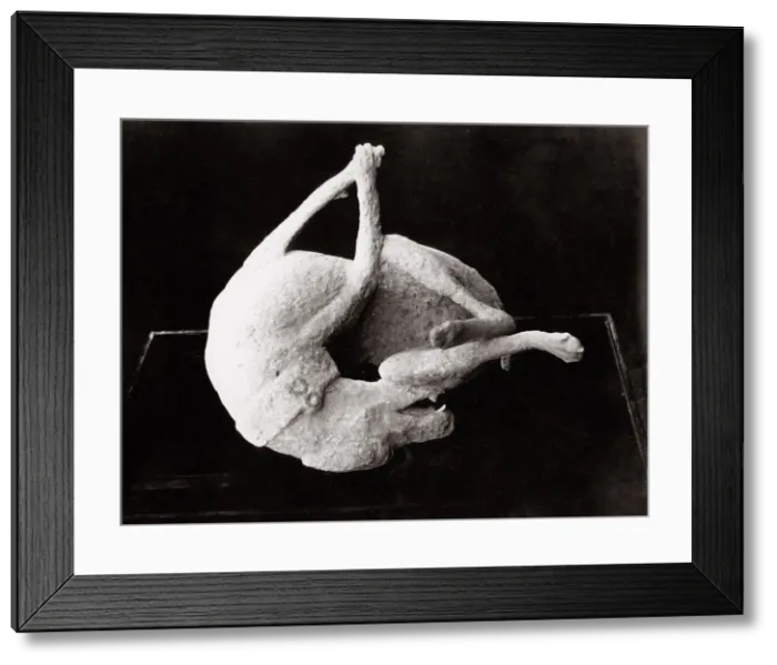 Framed Print : c. 1880s Italy Pompeii - plaster cast, corpse of dog Framed Print : c. 1880s Italy Pompeii - plaster cast, corpse of dog