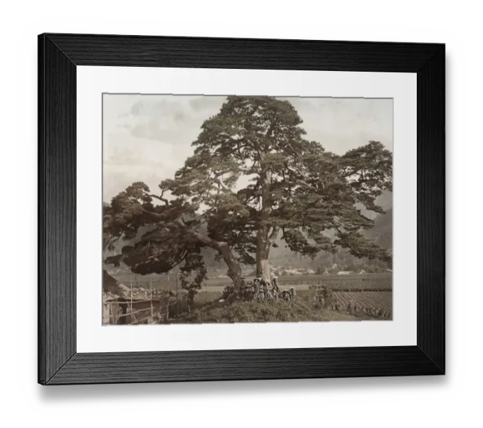 Framed Print : Specimen tree, on the Nakasendo Road, Japan Framed Print : Specimen tree, on the Nakasendo Road, Japan