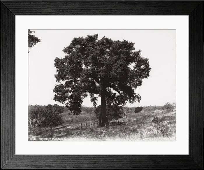 Framed Print : Cuba: Treaty Tree near San Juan Hill Framed Print : Cuba: Treaty Tree near San Juan Hill
