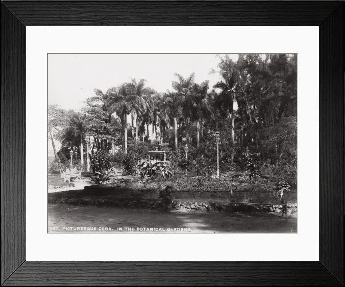 Framed Print : Cuba: in the Botanical Gardens Framed Print : Cuba: in the Botanical Gardens