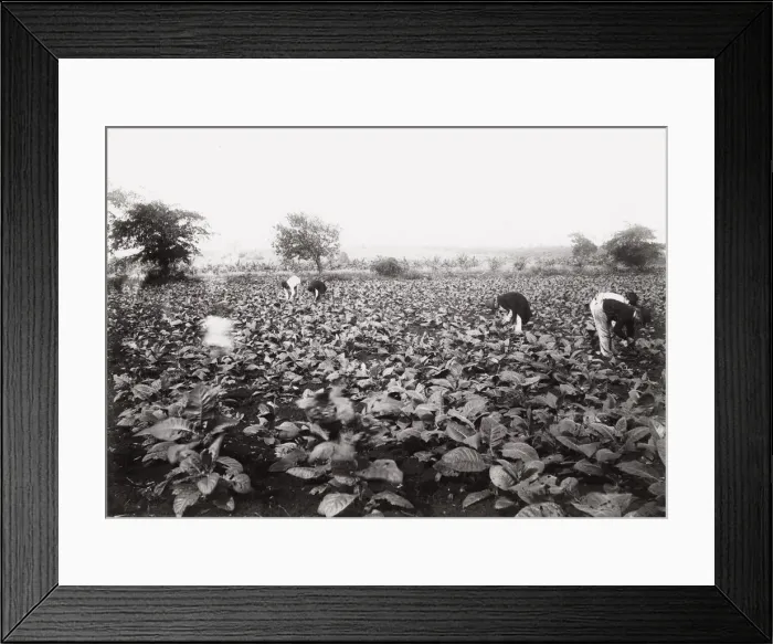 Framed Print : Cuba: tobacco plantation near Havana Framed Print : Cuba: tobacco plantation near Havana
