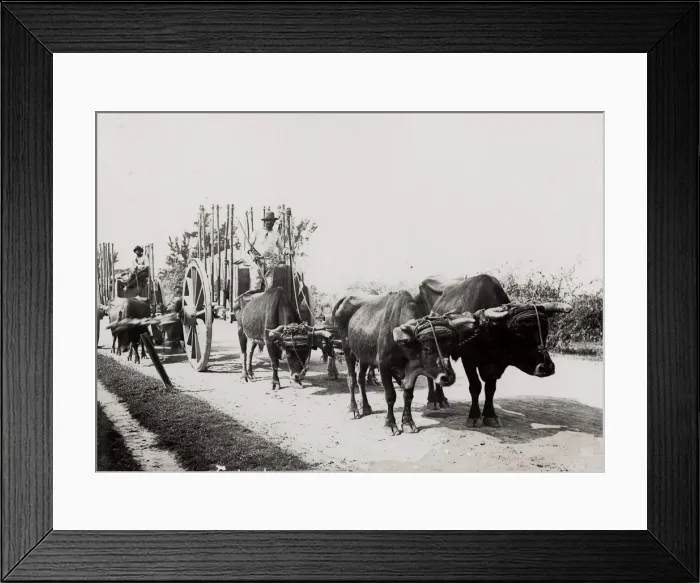 Framed Print : Cuba: farming, country ox cart Framed Print : Cuba: farming, country ox cart