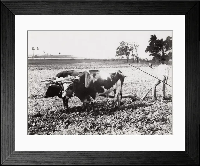 Framed Print : Cuba: farming, farmer ploughing with oxen Framed Print : Cuba: farming, farmer ploughing with oxen