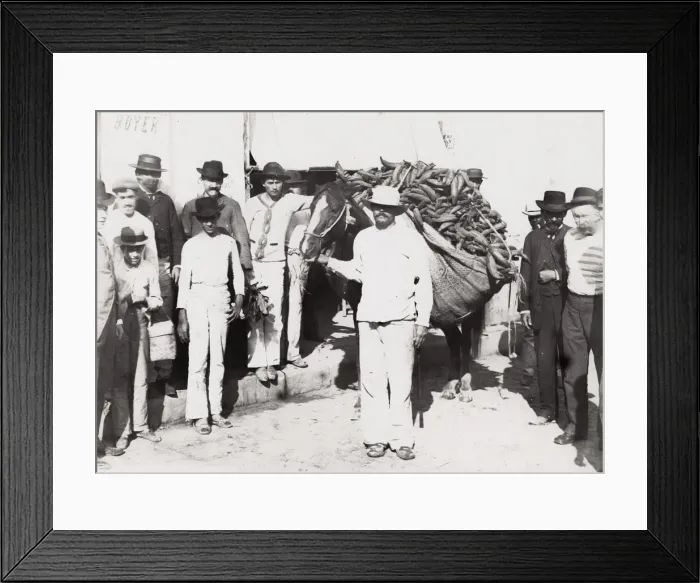 Framed Print : Cuba: horse loaded with vegetables, farmer, farming