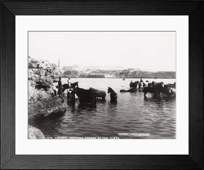 Framed Print : Cuba: bathing horse at the Punta, Havana Framed Print : Cuba: bathing horse at the Punta, Havana