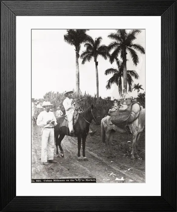 Framed Print : Cuba: Cuban milkman on the way to market Framed Print : Cuba: Cuban milkman on the way to market