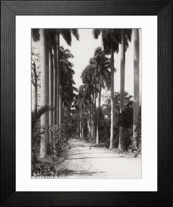 Framed Print : Cuba: Royal Palms, Botanical Gardens Framed Print : Cuba: Royal Palms, Botanical Gardens