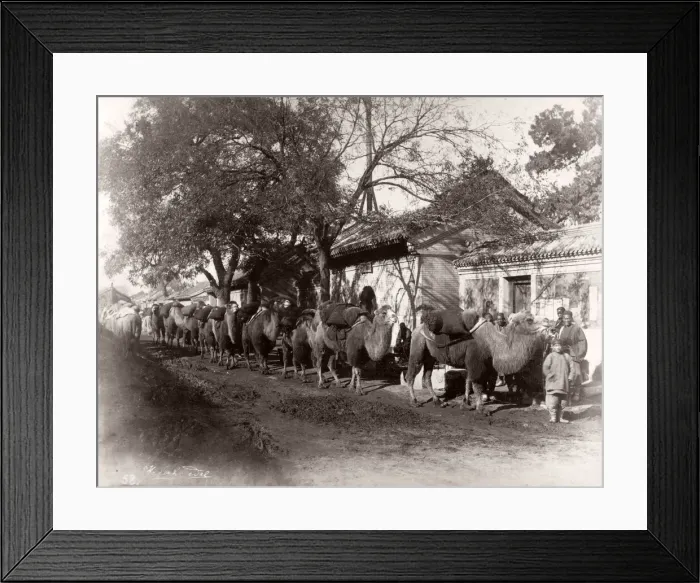 Framed Print : China c. 1880s - camel train in the centre of Peking Beijing Framed Print : China c. 1880s - camel train in the centre of Peking Beijing