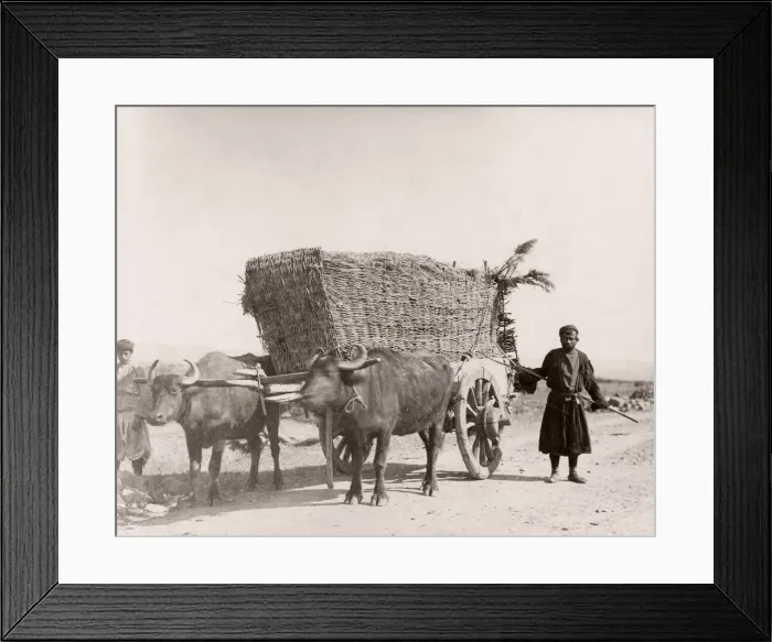 Framed Print : Caucasus Georgia -bullock or ox cart wagon with load Framed Print : Caucasus Georgia -bullock or ox cart wagon with load