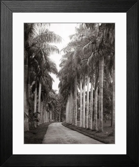 Framed Print : Palm trees, Botanical Gardens, Ceylon (Sri Lanka) Framed Print : Palm trees, Botanical Gardens, Ceylon (Sri Lanka)