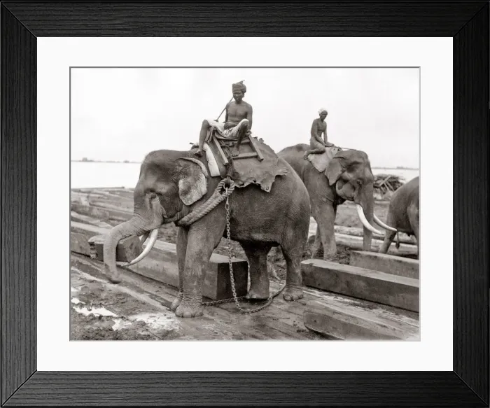 Framed Print : Working elephant, timber yard, Burma, India, c. 1880 s Framed Print : Working elephant, timber yard, Burma, India, c. 1880 s