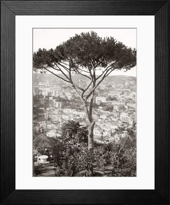Framed Print : Tree and city, Naples, Napoli, Italy. c. 1870 Framed Print : Tree and city, Naples, Napoli, Italy. c. 1870