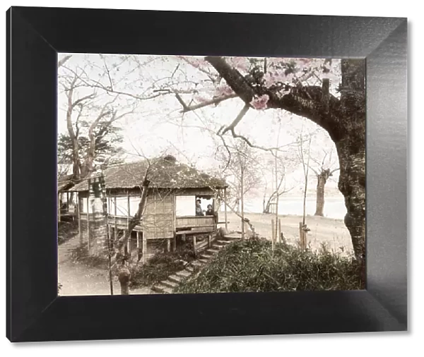 c. 1880s Japan - cherry Avenue, Mukojima, Tokyo