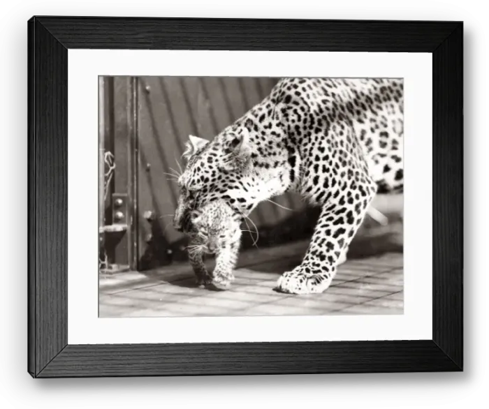 Framed Print : First leopard cubs born in England, 1934 Framed Print : First leopard cubs born in England, 1934