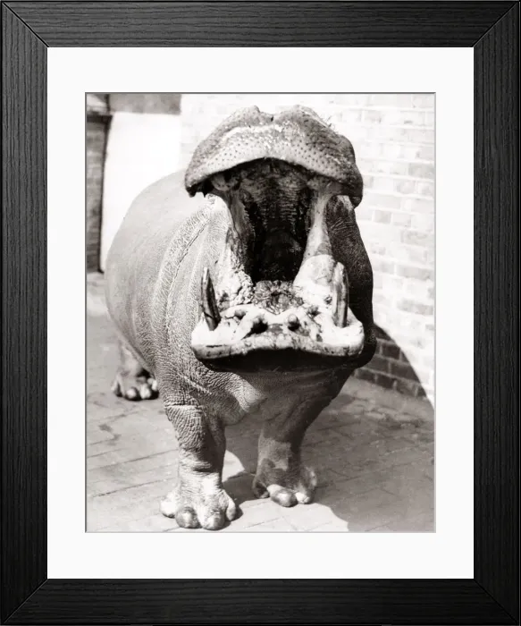 Framed Print : Joan the hippoporamus at London Zoo, yawning Framed Print : Joan the hippoporamus at London Zoo, yawning