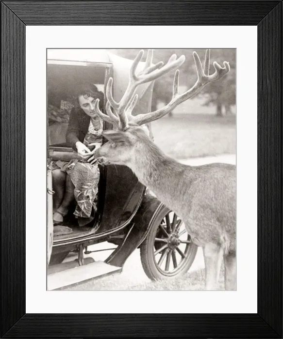 Framed Print : Feeding a deer from a car in Richmond Park, 1932 Framed Print : Feeding a deer from a car in Richmond Park, 1932