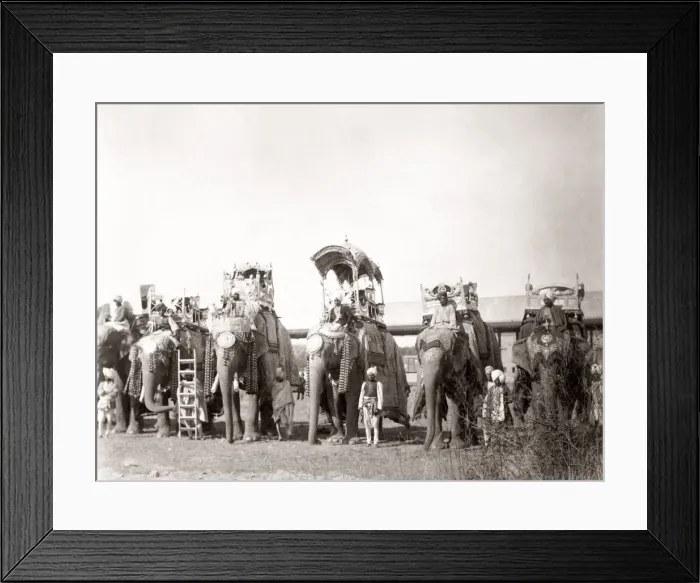 Framed Print : Royal elephants, ornate howdahs, mahouts, India Framed Print : Royal elephants, ornate howdahs, mahouts, India
