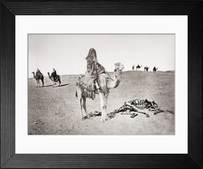Framed Print : Bedouin on camel beside skeleton, Egypt, c. 1880 s Framed Print : Bedouin on camel beside skeleton, Egypt, c. 1880 s