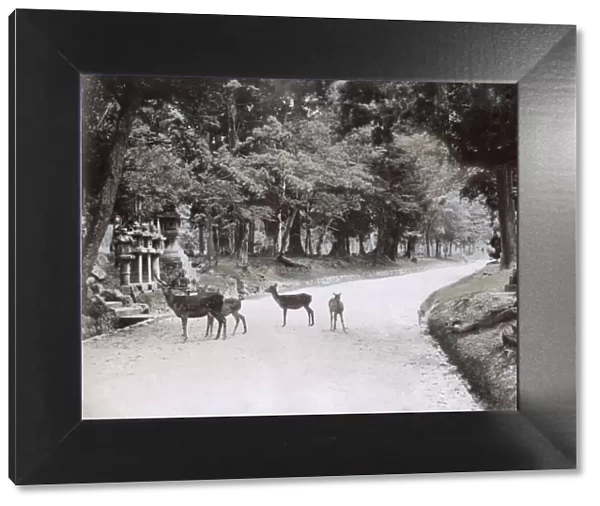 Deer in the park at Nara, Japan, c. 1890