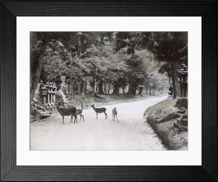 Framed Print : Deer in the park at Nara, Japan, c. 1890 Framed Print : Deer in the park at Nara, Japan, c. 1890