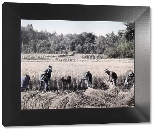 Harvesting rice, Japan, c. 1890