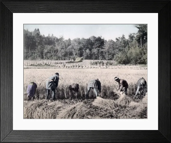 Framed Print : Harvesting rice, Japan, c. 1890 Framed Print : Harvesting rice, Japan, c. 1890