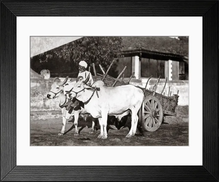 Framed Print : Bullock cart and handler, India, c. 1890 Framed Print : Bullock cart and handler, India, c. 1890