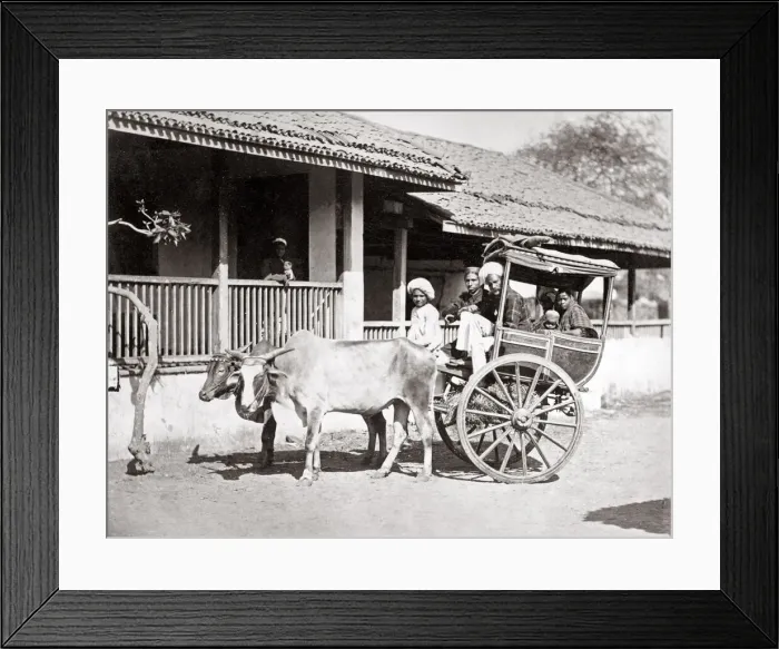 Framed Print : Bullock hackney or taxi, India, c. 1890 Framed Print : Bullock hackney or taxi, India, c. 1890