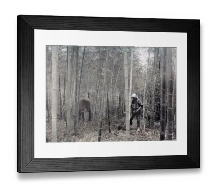 Framed Print : Japanese forest workers, bamboo grove, Japan c. 1890 s Framed Print : Japanese forest workers, bamboo grove, Japan c. 1890 s