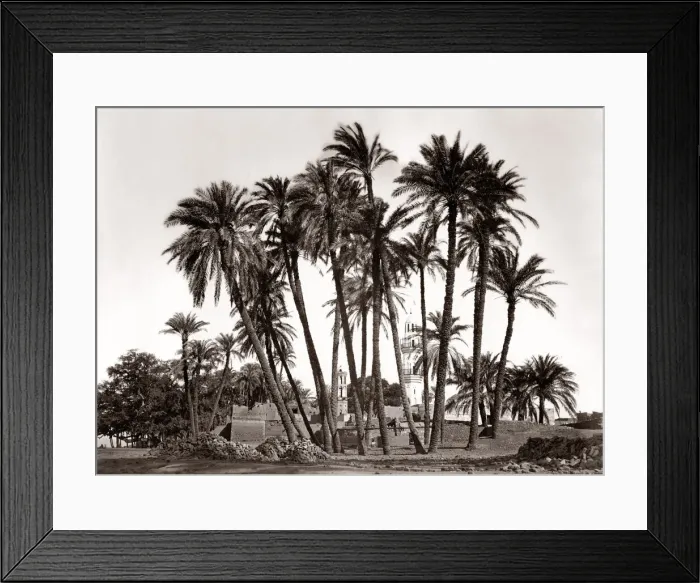Framed Print : Palm trees of Sheik Abaddeh, Antinopolis, Egypt Framed Print : Palm trees of Sheik Abaddeh, Antinopolis, Egypt