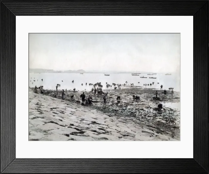 Framed Print : Picking shellfish along the shore, Japan, c. 1880 s Framed Print : Picking shellfish along the shore, Japan, c. 1880 s