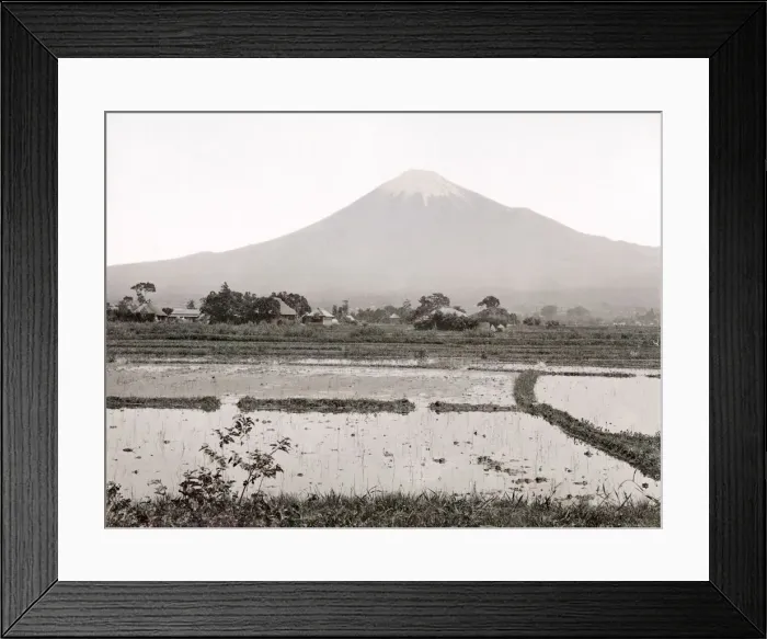 Framed Print : c. 1880s Japan - view of Mount Fuji and rice paddy fields Framed Print : c. 1880s Japan - view of Mount Fuji and rice paddy fields