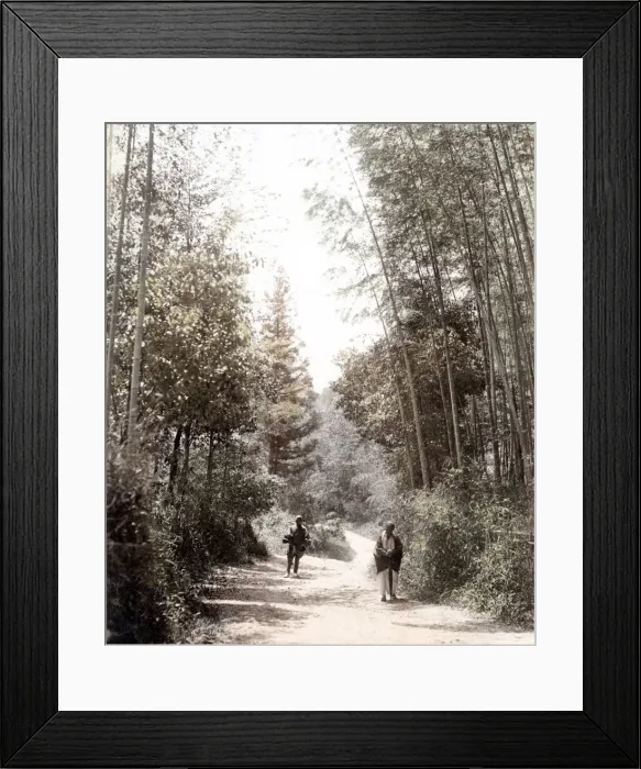 Framed Print : c. 1880s Japan - view in a bamboo grove Framed Print : c. 1880s Japan - view in a bamboo grove