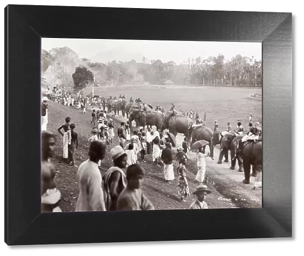 Group of elephants on parade, Ceylon, Sri Lanka